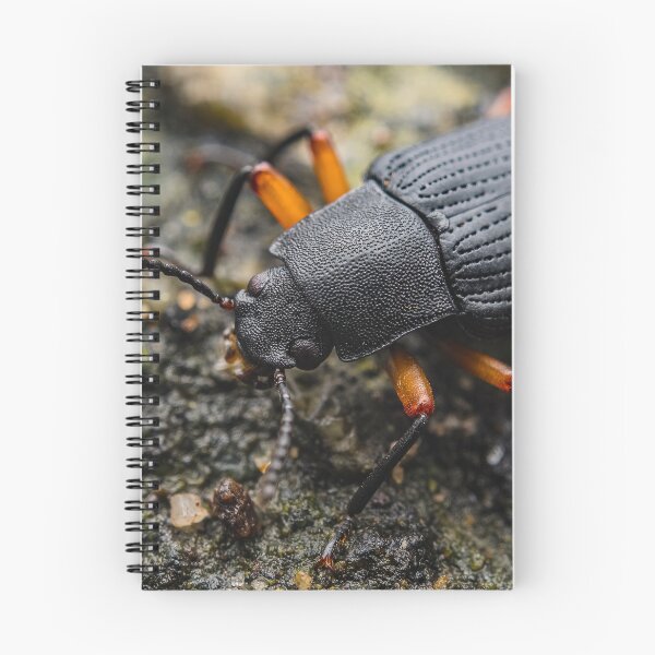 Item preview, Darkling Beetle - Tenebrionidae designed and sold by AronsTinySafari.