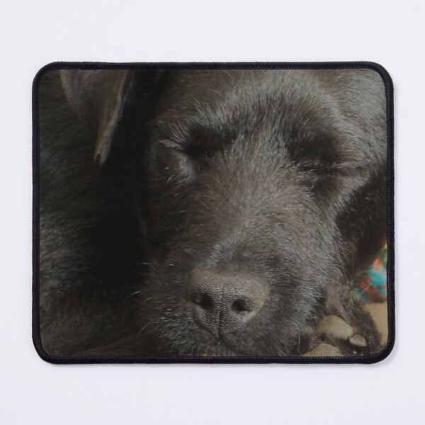 Item preview, Patterdale Terrier sleeping designed and sold by Paws and Ink Art.
