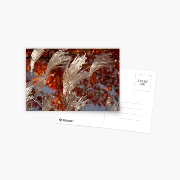 pampas flower spikes in honor of Feldore Postcard