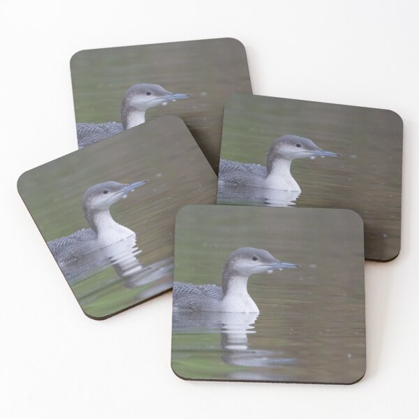 Aperçu de l'œuvre Black Throated Diver créée et vendue par LaurenTucker.
