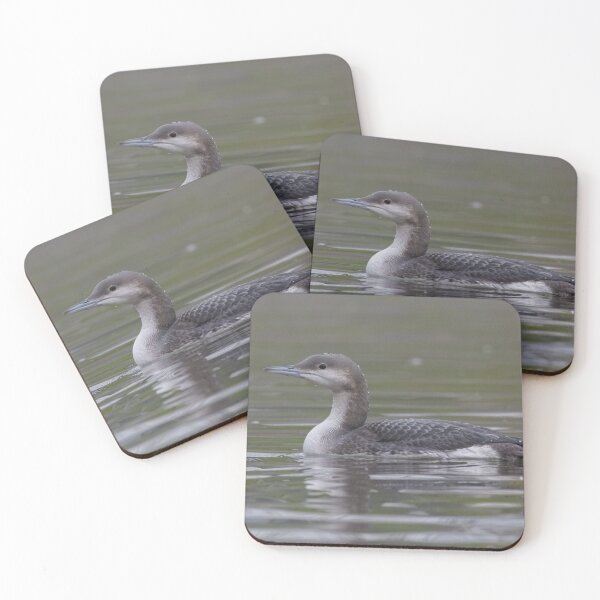 Aperçu de l'œuvre Black Throated Diver créée et vendue par LaurenTucker.