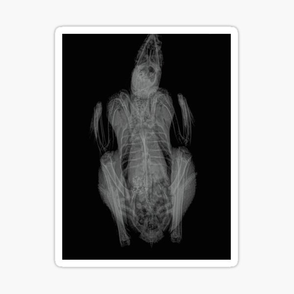 Rooster's X-ray Sticker