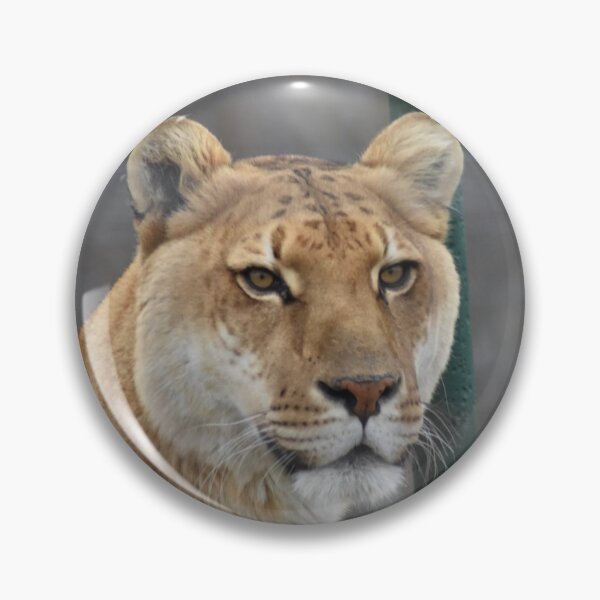 Item preview, Liger  designed and sold by MarieDarcy97.