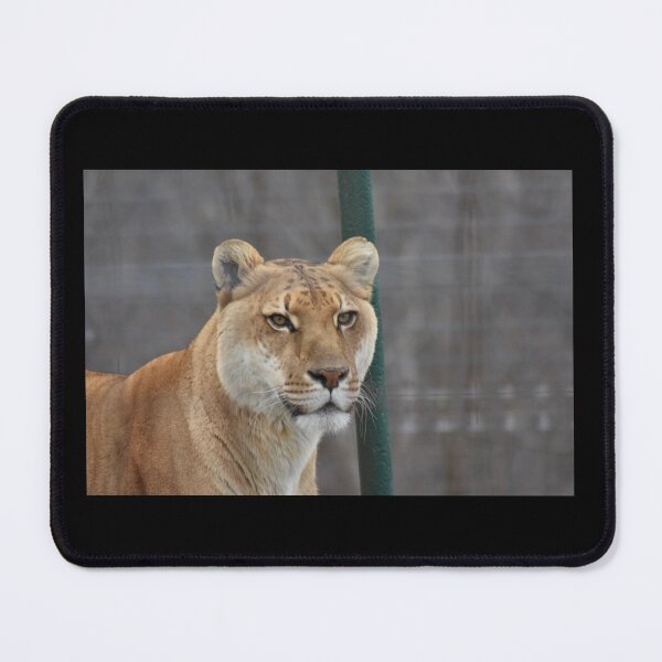 Item preview, Liger  designed and sold by MarieDarcy97.