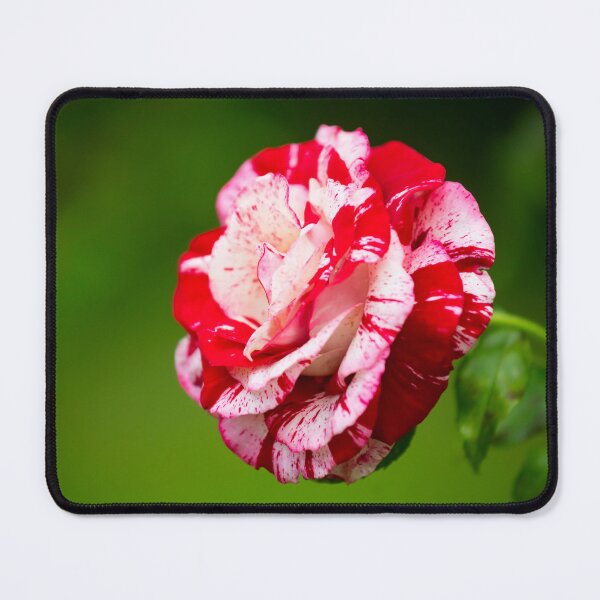 Item preview, flower posters art prints t-shirts phone cases mugs etc designed and sold by craigewmcg123.
