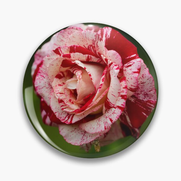 Item preview, Rose posters art prints t-shirts phone cases mugs etc designed and sold by craigewmcg123.