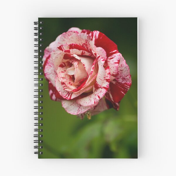 Item preview, Rose posters art prints t-shirts phone cases mugs etc designed and sold by craigewmcg123.