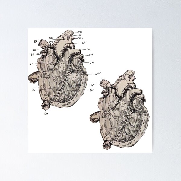 Simple Human Heart Diagram Sticker by Vintage Anatomy Prints - Fine Art  America