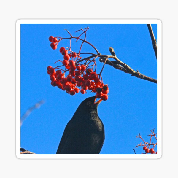 Item preview, Birds and berries  designed and sold by Ribster13.