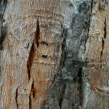Artwork thumbnail, Tree bark pattern by AdioraStore