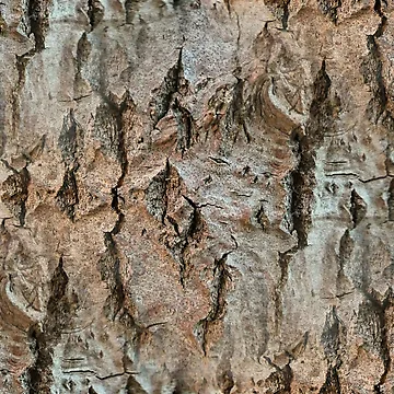 Artwork thumbnail, Tree bark pattern by AdioraStore