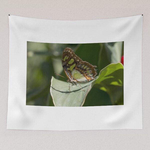 Item preview, Malachite butterfly designed and sold by pietrofoto.