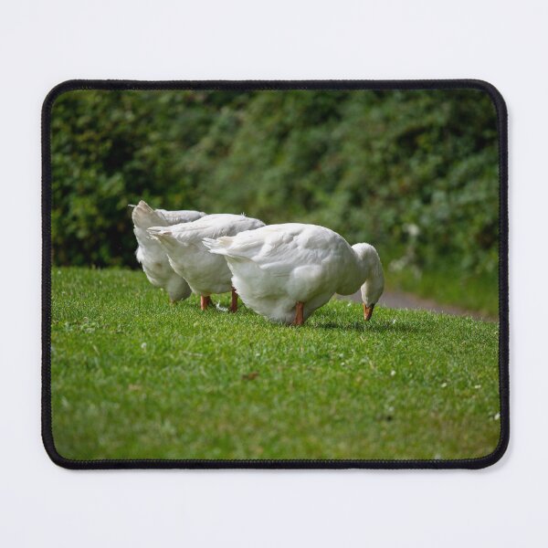 Item preview, Geese posters art prints t-shirts phone cases mugs etc designed and sold by craigewmcg123.