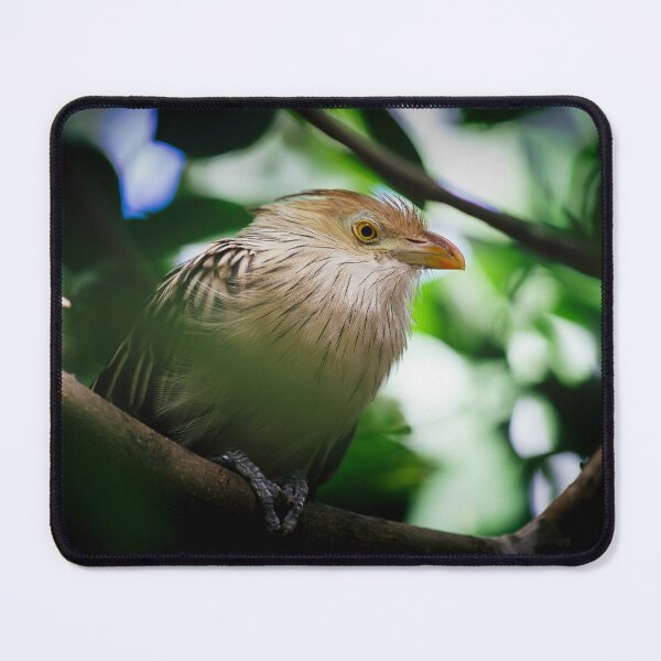 Item preview, The guira cantara designed and sold by Gaël FONTAINE.