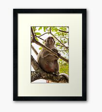 Monkey Island Framed Print