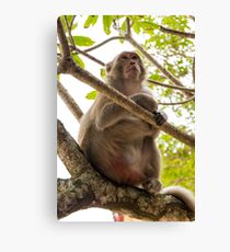 Monkey Island Canvas Print