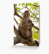 Monkey Island Greeting Card