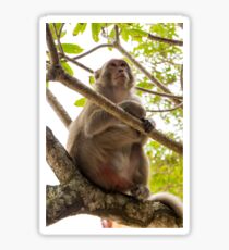 Monkey Island Sticker