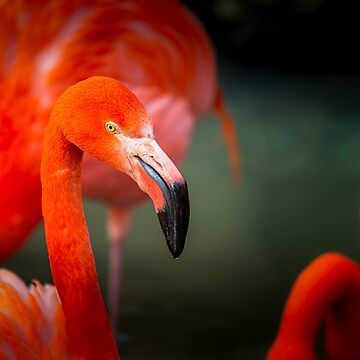 Flamingos or Flamingos of Cuba | Pin