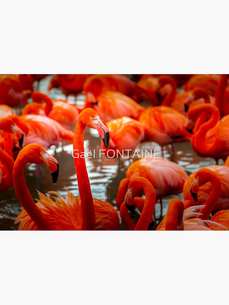 Flamingos or Flamingos of Cuba | Poster