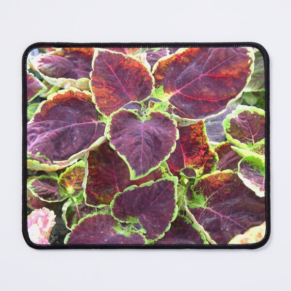 Item preview, Coleus Dipped In Wine Pretty Flowers designed and sold by cascadecuts.