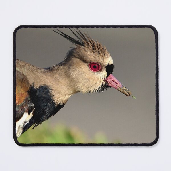 Item preview, Southern Lapwing designed and sold by Wes Goorachan.
