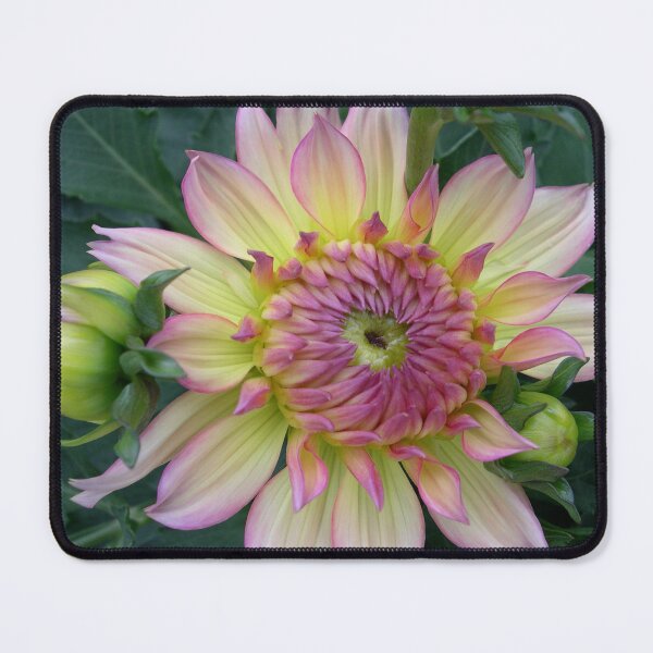 Item preview, Dahlia Gallery Pablo Pretty Flowers designed and sold by cascadecuts.