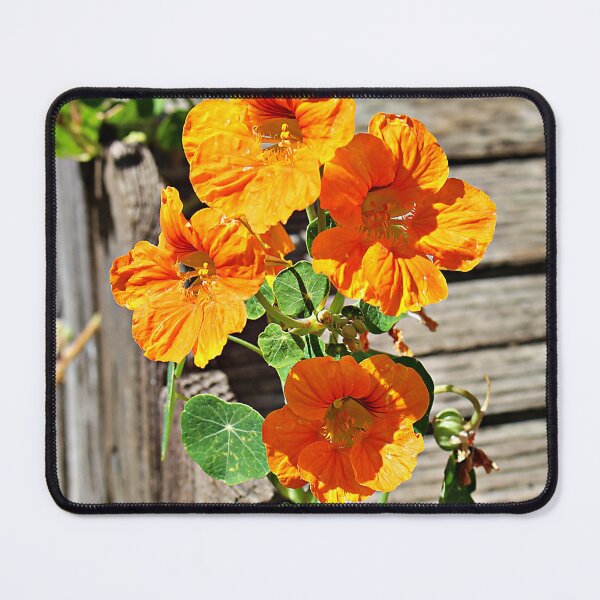 Item preview, My Nasturtiums Made a Perfect Bouquet designed and sold by Martha Sherman.