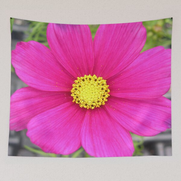 Item preview, Cosmos Sensation Carmine Pretty Flowers  designed and sold by cascadecuts.