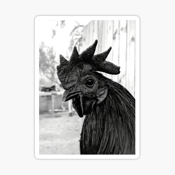 All black chicken portrait Sticker