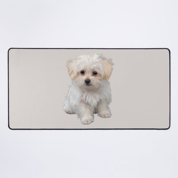 Item preview, Cute Maltese Pup designed and sold by RainbowSpinkle.