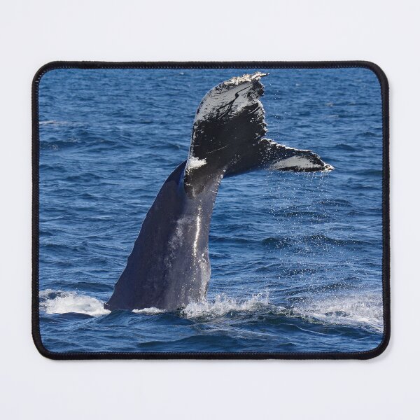 Item preview, A Humpback Named Nile: Lobtailing designed and sold by Infinite-Moon.