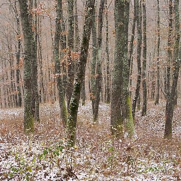 Artwork thumbnail, Winter Wood by Andrea Franchi