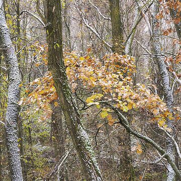 Artwork thumbnail, Snowfall in the forest by Andrea Franchi