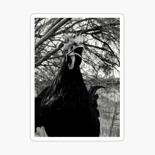 Screaming rooster Sticker