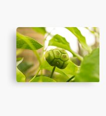 Green Ball Canvas Print