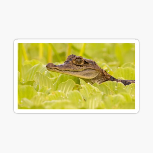 "Spectacled Caiman" Sticker for Sale by wesleysgo Redbubble