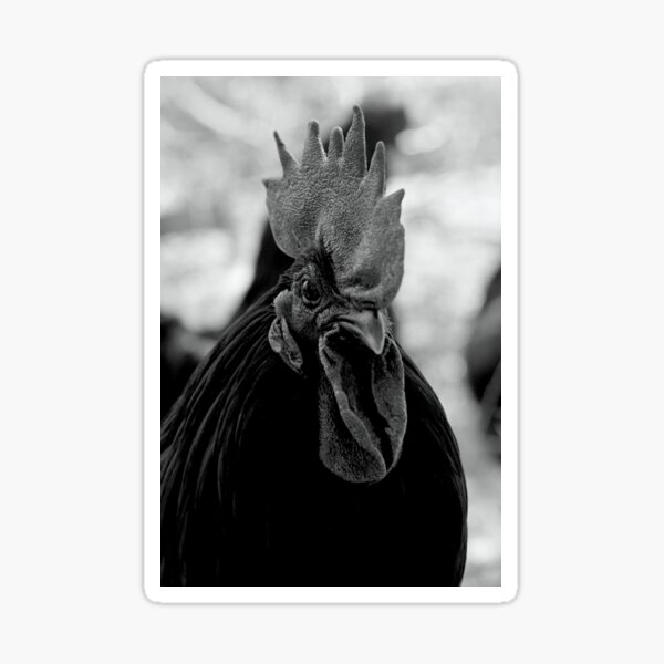 Handsome all black rooster Sticker