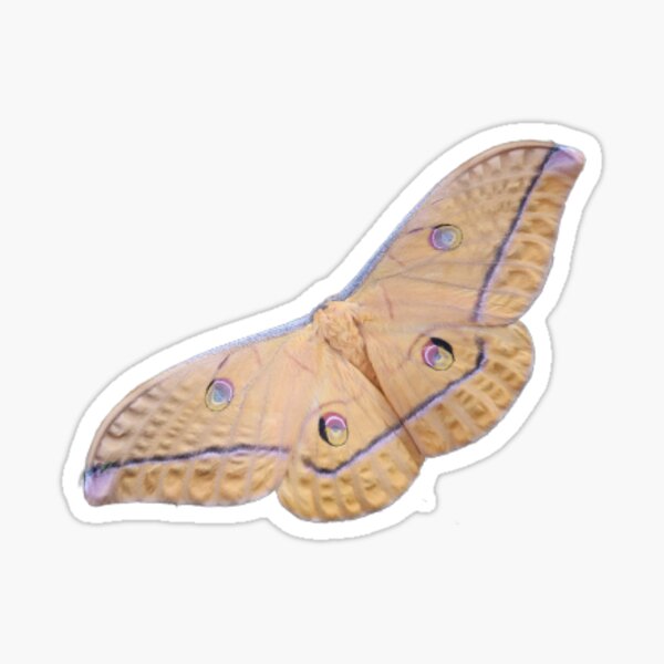 Antheraea helferi / Saturniidae silkmoth Sticker