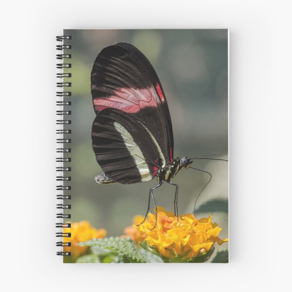 Item preview, Red postman butterfly designed and sold by pietrofoto.