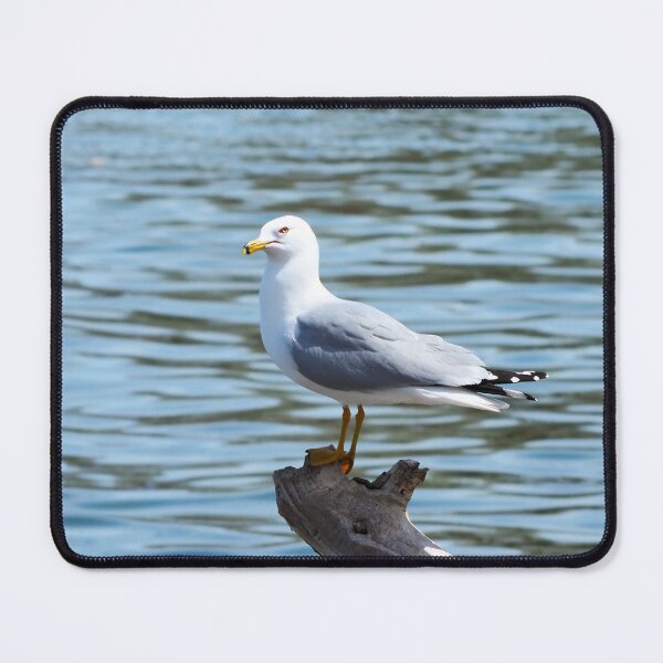 Item preview, Ring-billed Gull Standing On a Log By A Lake designed and sold by BackyardBirder.