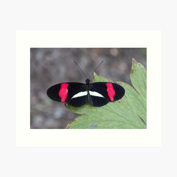 Red postman butterfly Art Print