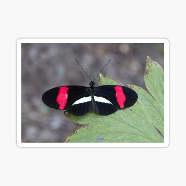 Red postman butterfly Sticker