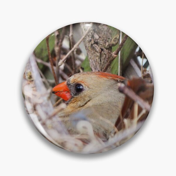 Item preview, Female Northern Cardinal Sitting On Her Nest designed and sold by BackyardBirder.