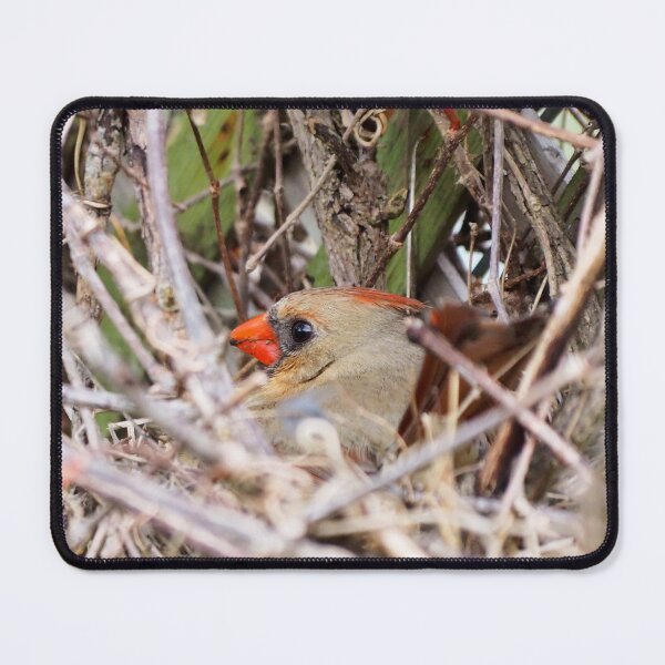 Item preview, Female Northern Cardinal Sitting On Her Nest designed and sold by BackyardBirder.