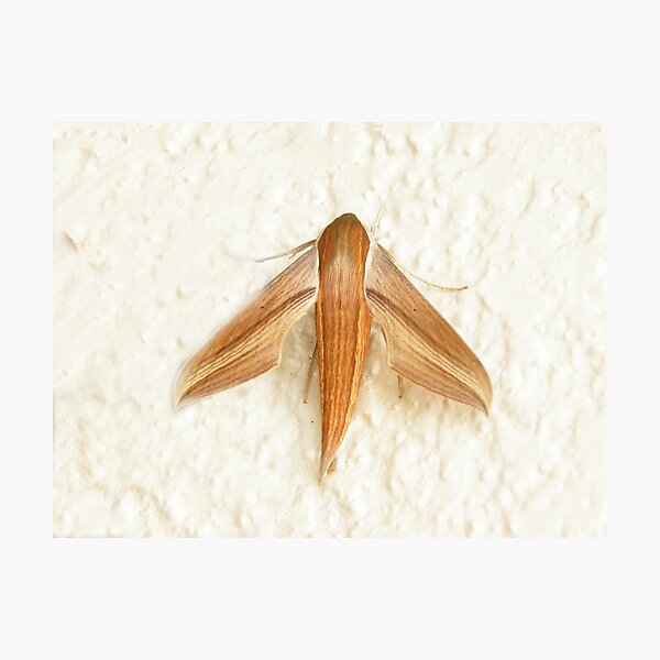 Item preview, Tersa Sphinx Moth designed and sold by Luann Gingras.