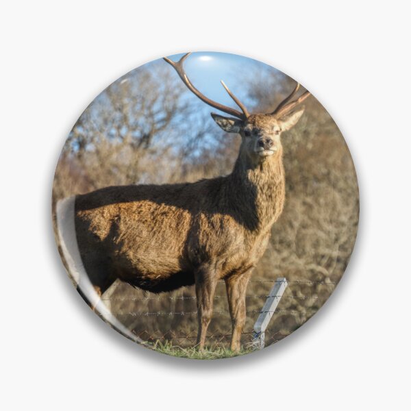 Item preview, Red deer Stag Loch Carron designed and sold by Derren Jones.