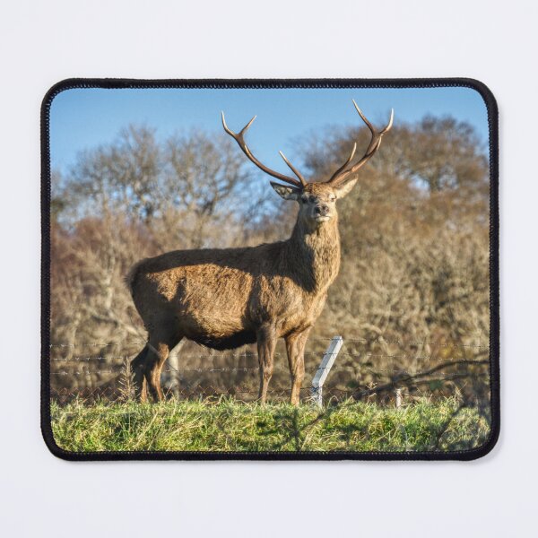 Item preview, Red deer Stag Loch Carron designed and sold by Derren Jones.