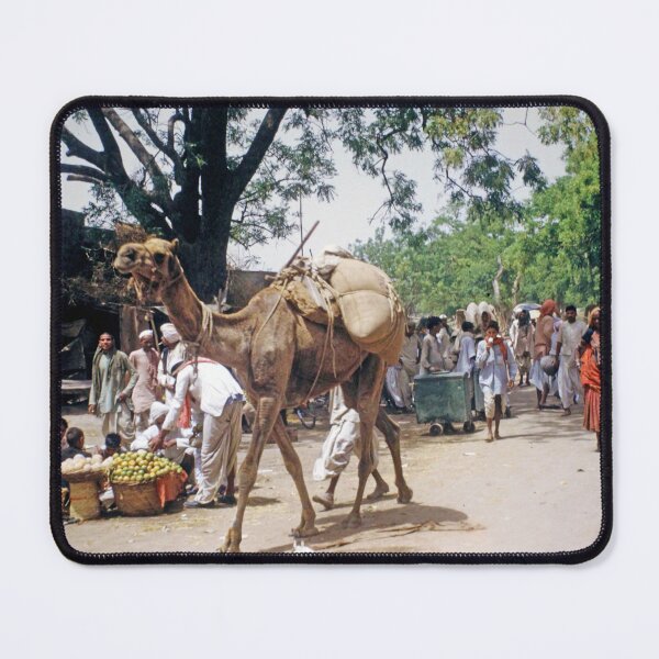 Item preview, 1940s - Scene with a Camel from Pre-Independence India, Agra, India designed and sold by thatwaslife.