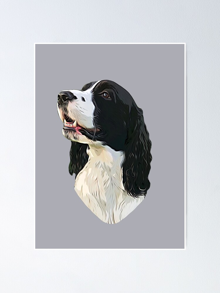 Springer Spaniel noir et blanc Poster